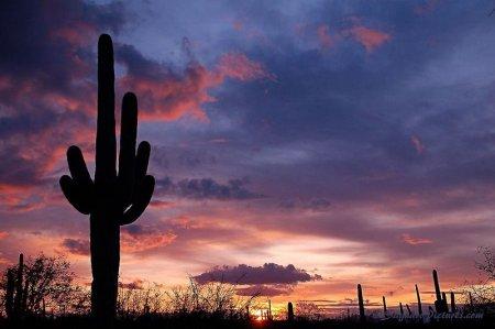 Dzīvnieciņi bieži rod sev... Autors: Sabana Saguaro