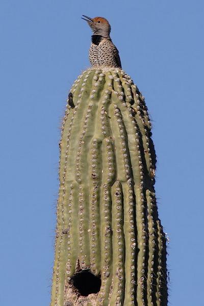  Autors: Sabana Saguaro