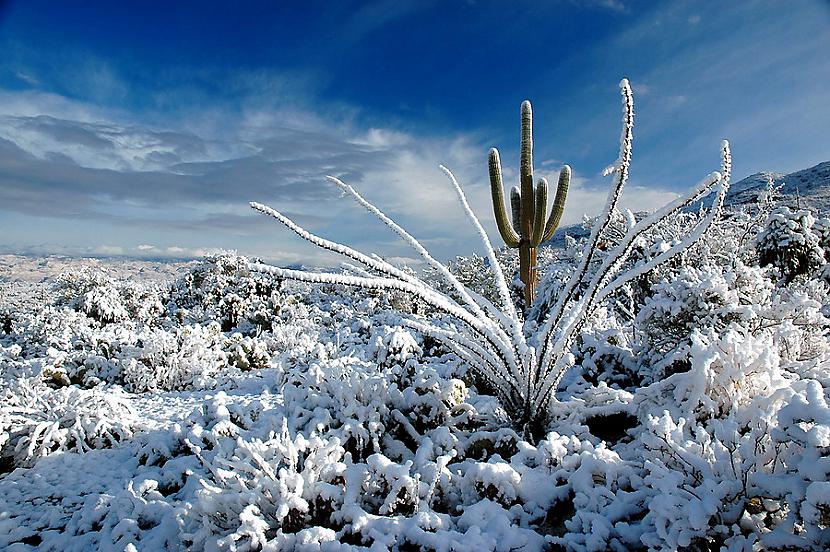  Autors: Sabana Saguaro