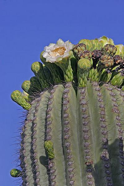  Autors: Sabana Saguaro