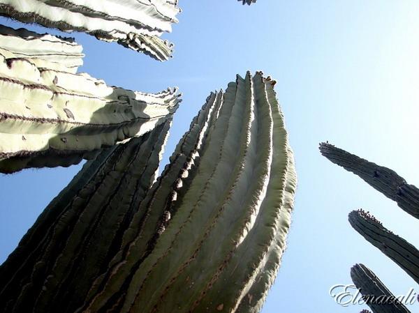  Autors: Sabana Saguaro