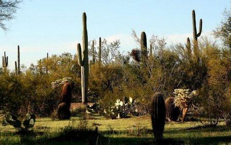 1982 gadā kāds 20 gadus vecs... Autors: Sabana Saguaro