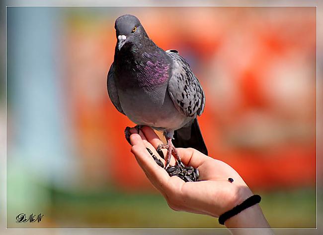 Neviens nav tik lētticīgs kā... Autors: Sabana Neticība