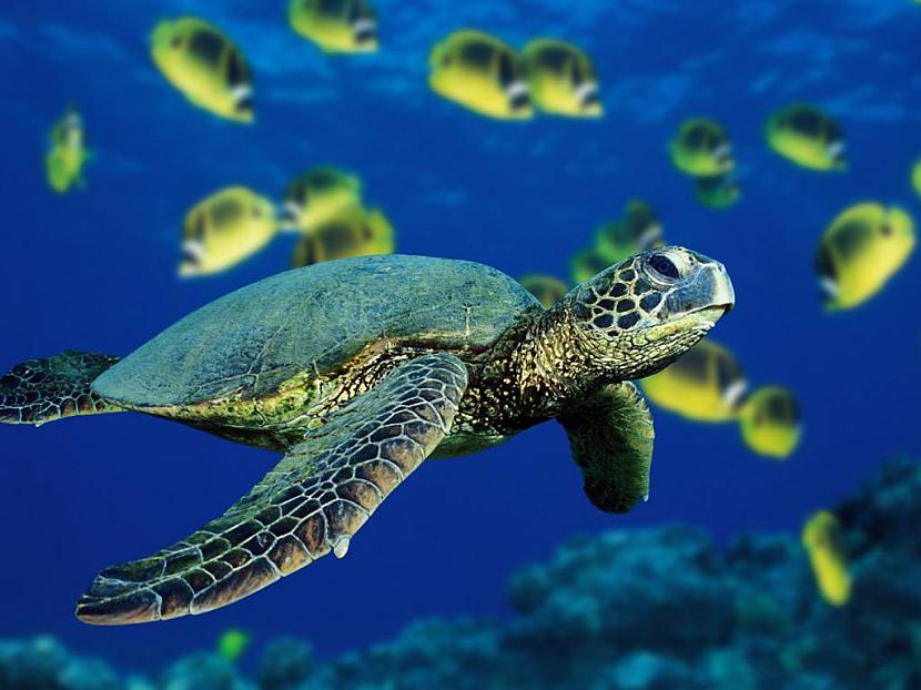 Jūras bruņurupuči var attīstīt... Autors: 6luks Bruņurupuči