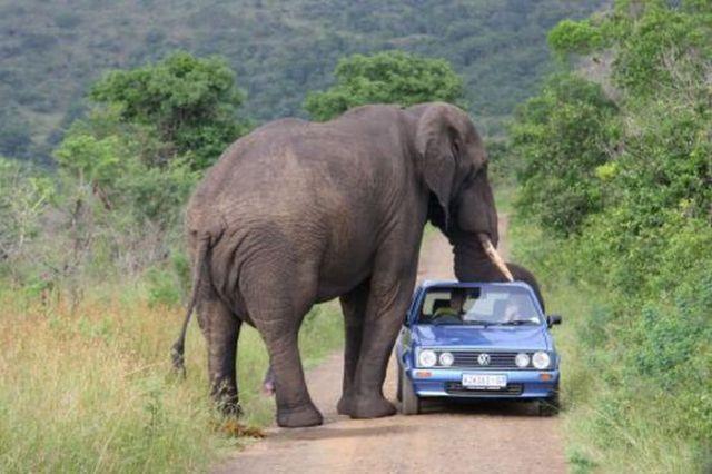  Autors: seglinja Dzīvnieki un auto!