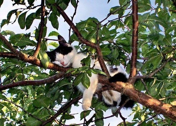 Ja putni var gulēt kokā es arī... Autors: rebicc Tikai kaķu mīļiem!
