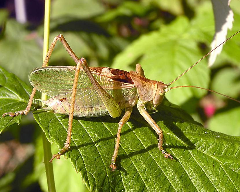 NO SIENĀŽADerētu padomāt kā... Autors: Fosilija Ko paņemt no ziloņa, ko - no sienāža?