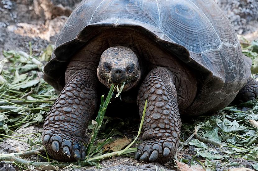  Autors: kapars118 Galapagu milzu bruņurupuči