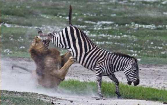  Autors: Optimists NaCl Zebras cīnās un uzvar !