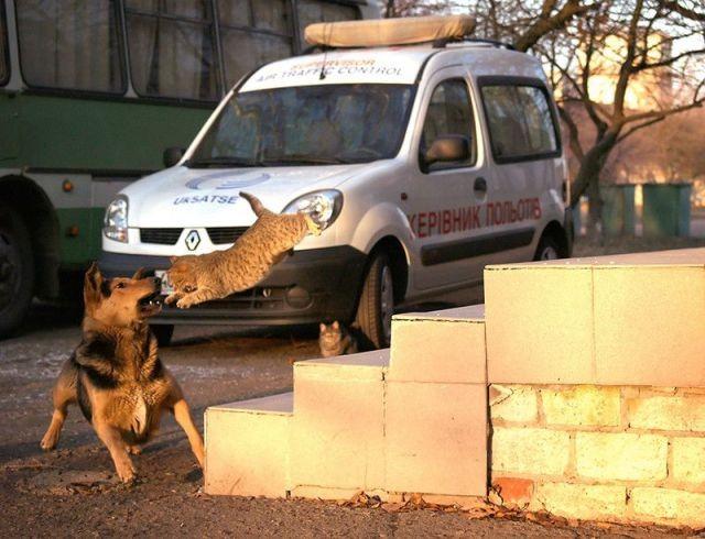  Autors: Vityaz Jautrākam dienas sākumam.