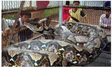 Visgarākā čūskakas jebkad... Autors: MilfHunter Ginesa Pasaules Rekordi 2