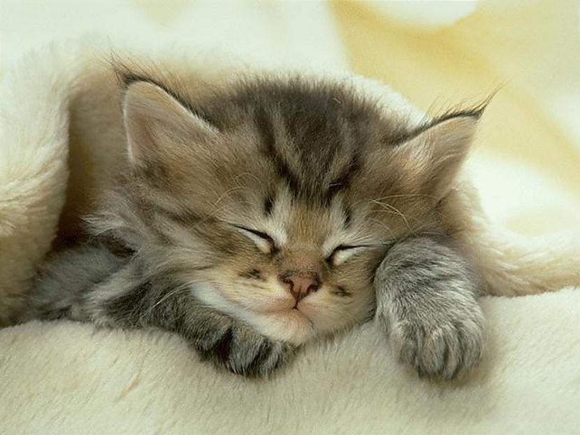 Ja kaķis plēš mēbeles... Autors: čiekuriņš Fakti par kaķiem.