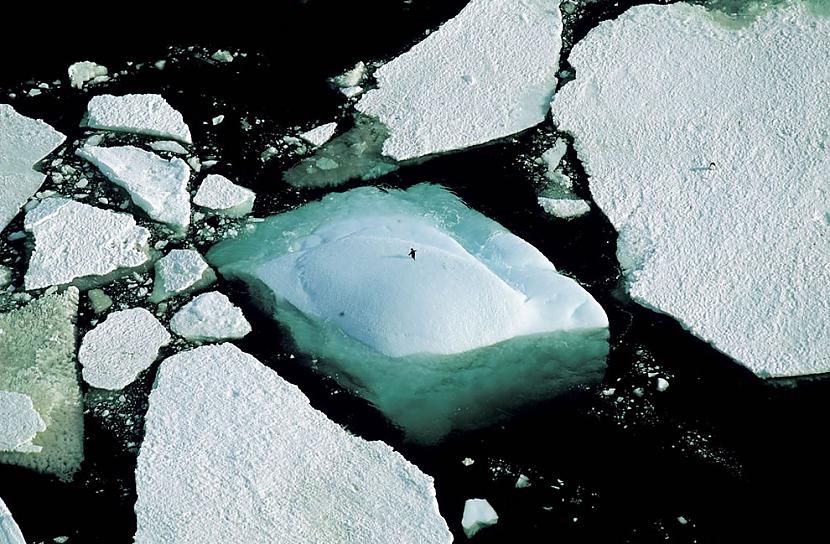 Aisbergi un Adelie pingvīns... Autors: SatanicLv Apbrīnojamā Zeme :)