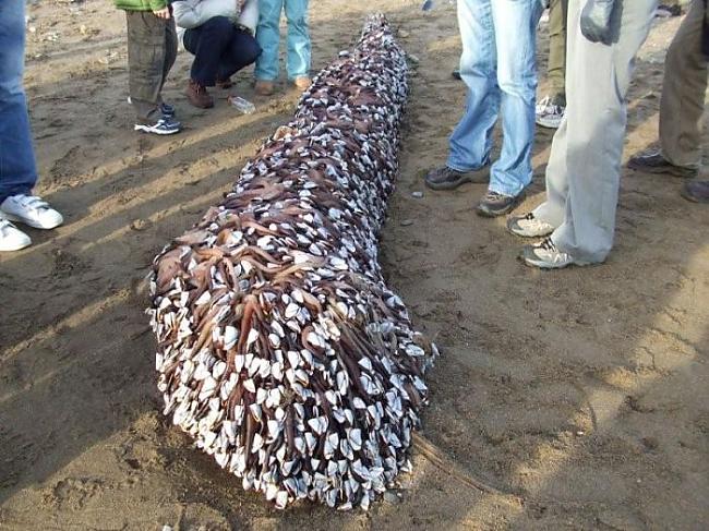 This weird creature washed up... Autors: Beastly Strange Creature Washes up On Beach