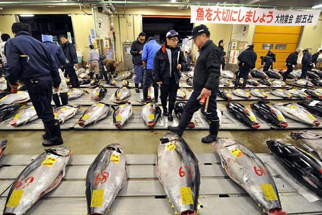  Autors: reds Japānā milzu tunci pārdod par rekordcenu