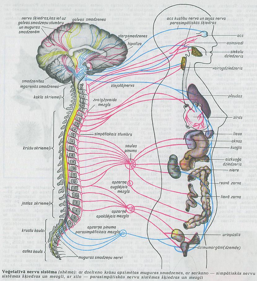 Nervu sistēma  ir dzīvnieku un... Autors: Meep Cilvēku orgānu sistēmas.