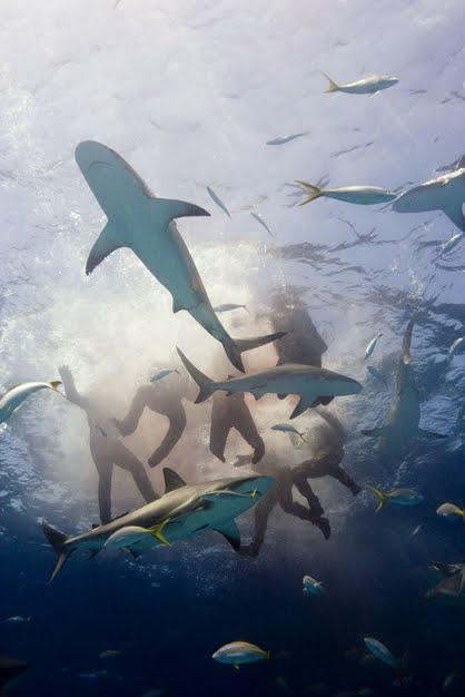 Galu galā no 900 cilvēkiem... Autors: keikei7 Visbriesmīgākais haizivju uzbrukums vēsturē?