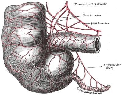 PIELIKUMSapendikss Agrāk... Autors: Magicvision 10. pazīmes, ka mūsdienu cilvēks attīstās