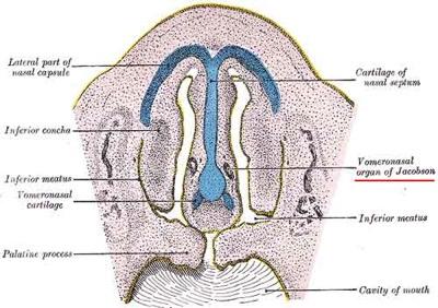 JAKOBSONA ORGĀNSVomeronasal... Autors: Magicvision 10. pazīmes, ka mūsdienu cilvēks attīstās