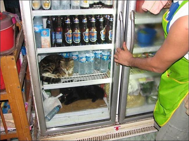  Autors: filips123 Kā Taizemes kaķi glābjās no karstās vasaras.