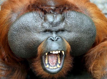 Orangutāni izrāda agresiju ar... Autors: bubulis1 Fakti par dzīvniekiem