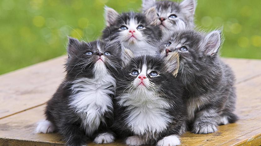 Kaķiem nepieciešama tikai 16... Autors: kikkyy4 Kaķu bildes + faktiņi.