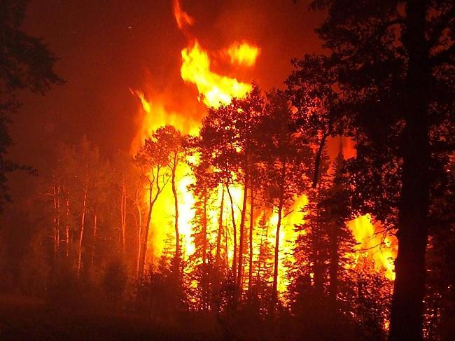 Gada laikā kukaiņi visā... Autors: zegsī keda Interesanti fakti par dzīvniekiem