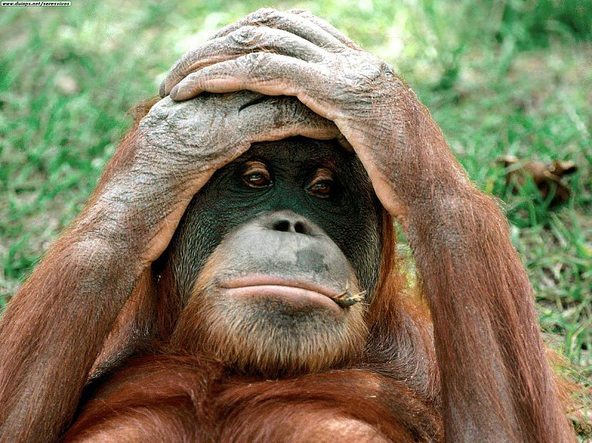 Orangutāni izrāda agresiju ar... Autors: Revolūcjonārs Interesanti fakti par dzīvniekiem.