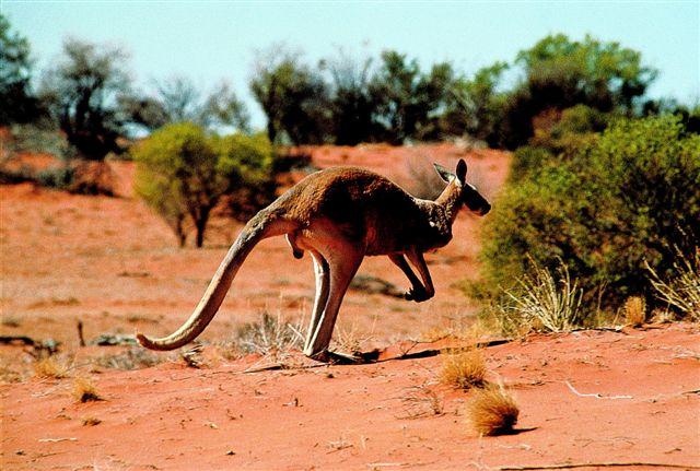 Ķengurs Autors: YourShadow Austrālijas dzīvnieki.