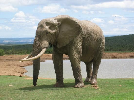 Ziloņi un cilvēki ir vienīgie... Autors: raymans16 Fakti kurus jūs iespējam neesat dzirdējuši. 3 daļa
