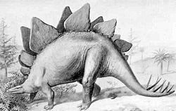 Stegozauri latīņu stegosaurus... Autors: alutins4 Dinozauru atklasana