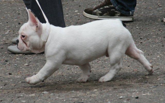 Nāsis cieši noslēgtas vai... Autors: saņčesfonsinepepuļkis Fraņču Buldogs :)