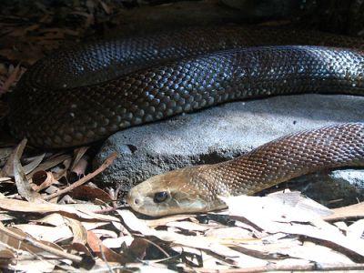 The TaipanThe taipan is a... Autors: Fosilija Bīstamie dzīvnieki Austrālijā.