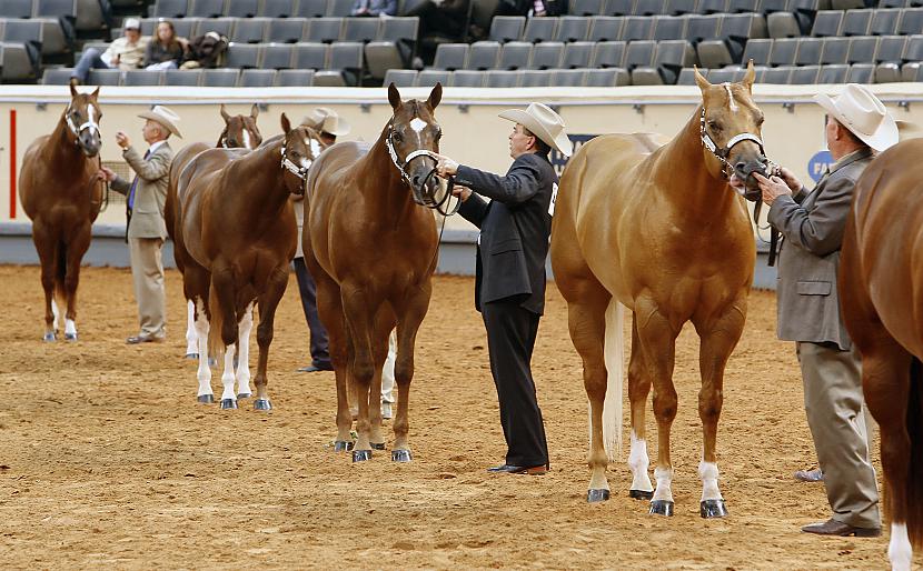 American Quarter Horse ir... Autors: 8Emsis8 Ātrums, Spēks