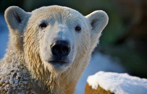  Autors: karalis100 Polārlācis Knuts nomiris no encefalīta.