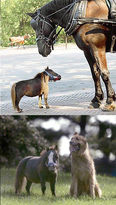 Pasaulē mazākais zirgs vārdā... Autors: Zilais Kamielis Pasaulē vismazākais/-ie/-ā