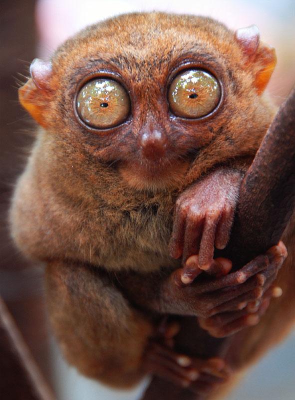 Tarsiers ir mērkaķveidīgais ar... Autors: Andzijs Dīvainākie dzīvnieki pasaulē