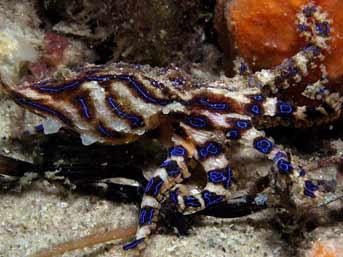 2 Blue Ringed Octopus  Šīs... Autors: Zilais Kamielis Pasaules Indīgākie zvēri.