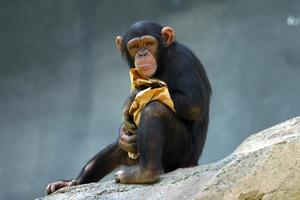  Autors: VinijsPūks Kas kopīgs cilvēkam ar šimpanzēm