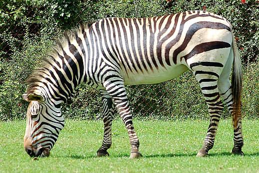 Beidzot uzzināts ka zebra ir... Autors: Fennex Fakti par dzīvniekiem.