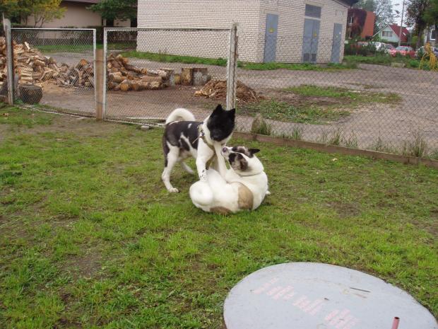 pārošana Autors: say cheese american akita (amerikāņu akita)