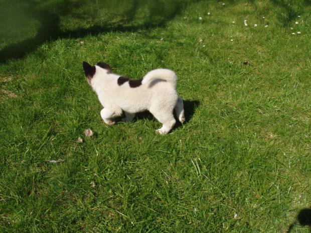  Autors: say cheese american akita (amerikāņu akita)