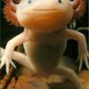 Aksolotls Axolotl jeb... Autors: navvarda 25 Pasaules jocīgākie dzīvnieki