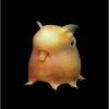 Dumbo astoņkājis Dumbo octopus... Autors: navvarda 25 Pasaules jocīgākie dzīvnieki