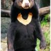 Saules lācis Sun Bear jeb... Autors: navvarda 25 Pasaules jocīgākie dzīvnieki