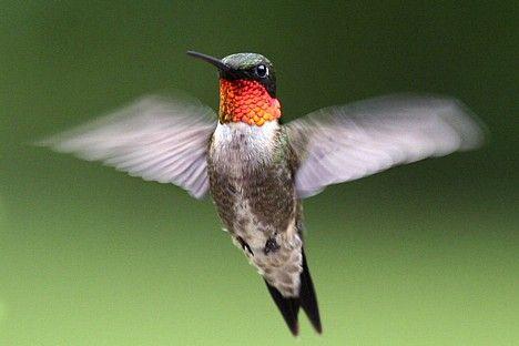 Kolibri vēzē spārnus 55 reizes... Autors: Danc 10 Jauni Nedzirdēti Fakti.