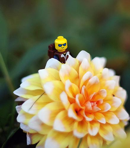 Hiker amp Flower Autors: awoken A LEGO a day (oktobris, 2008)