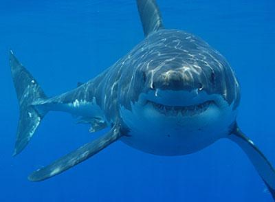 Haizivs Autors: wolfstorm Uzmini acs īpašnieku