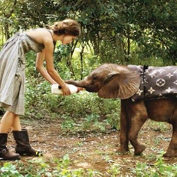  Autors: pansito mīla un ziloņi.