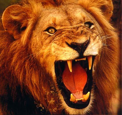 Lauvas rēciens ir dzirdams 8... Autors: sLoZo Šie ir fakti #SEŠI